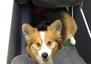 flying with service dog