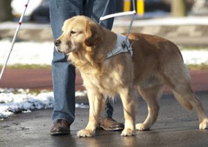 service dog registration